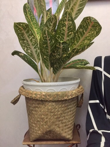 Keranjang Tanaman Ukuran 20 Cm