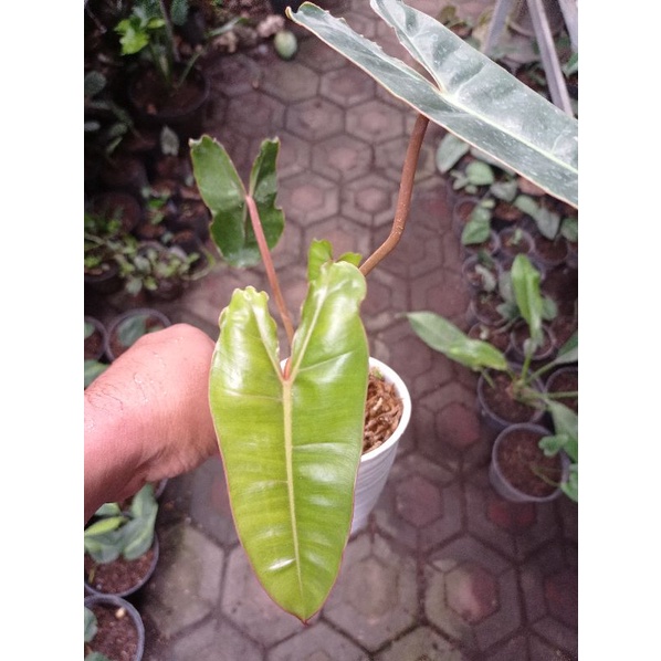 Philodendron Billitiae/Kabel Busi Original
