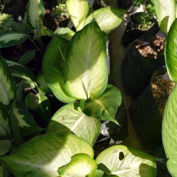 AGLONEMA TISSUE BANGKOK