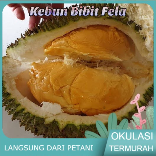 Bibit Buah durian tembaga bangka super