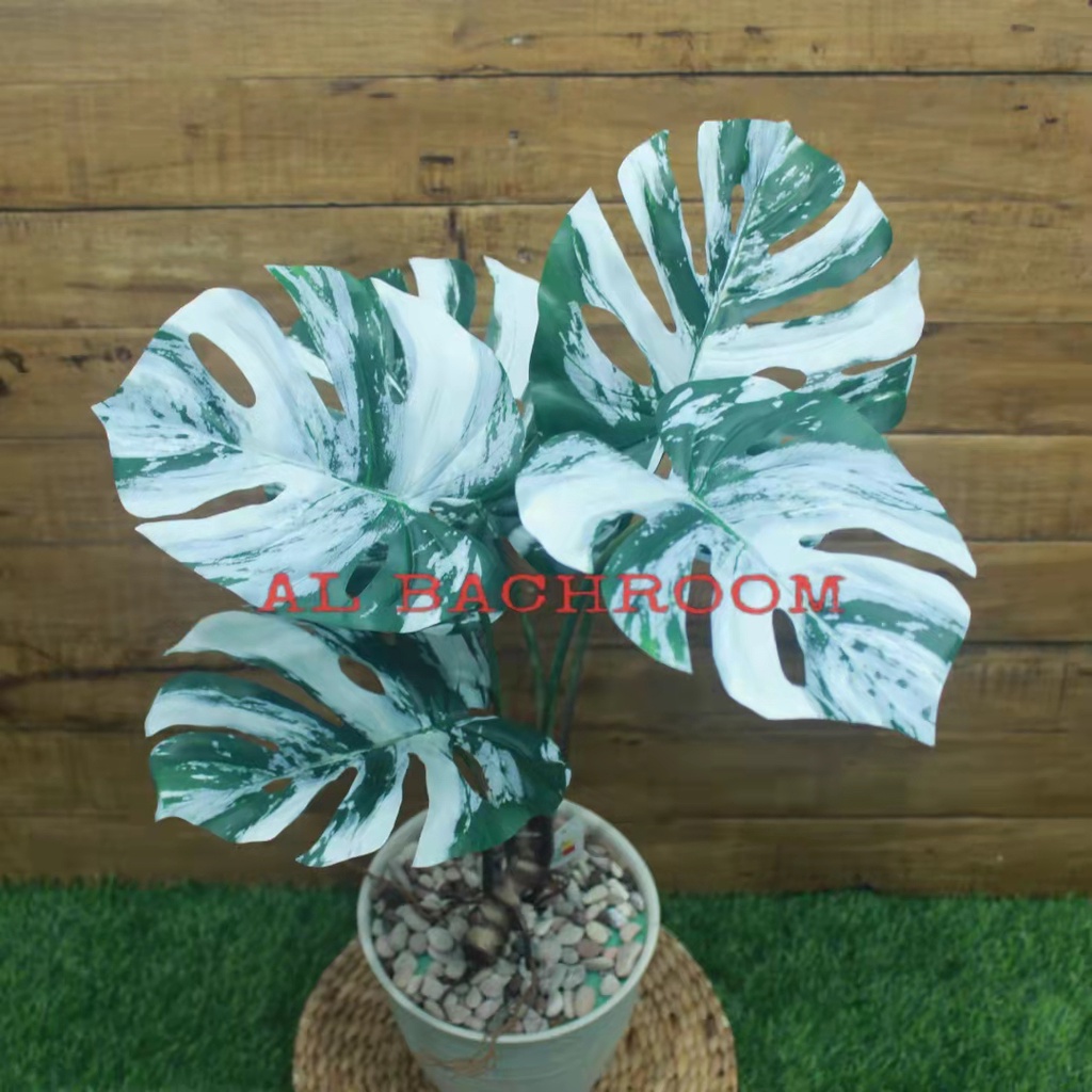 SATU PAKET RANGKAIAN TANAMAN MONSTERA VARIEGATA RB6014 ARTIFICIAL POT PIRUS DEKORASI RUMAH