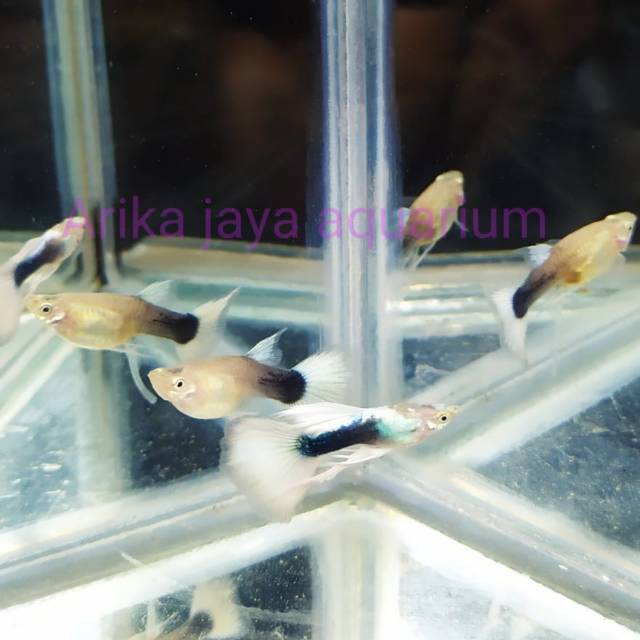 Guppy hb white ribbon ribon untuk mempercantik aquarium dan aquascape murah ecer grosir Cirebon