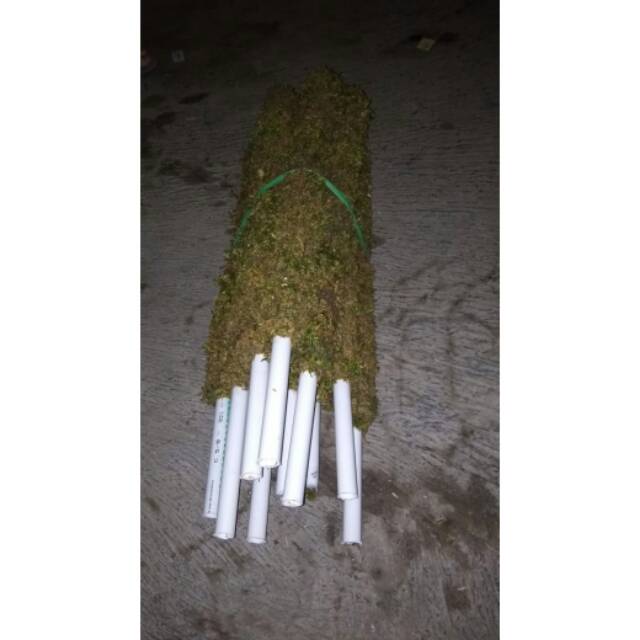 TURUS LUMUT 50 cm // TIANG PENYANGGA TANAMAN DARI LUMUT