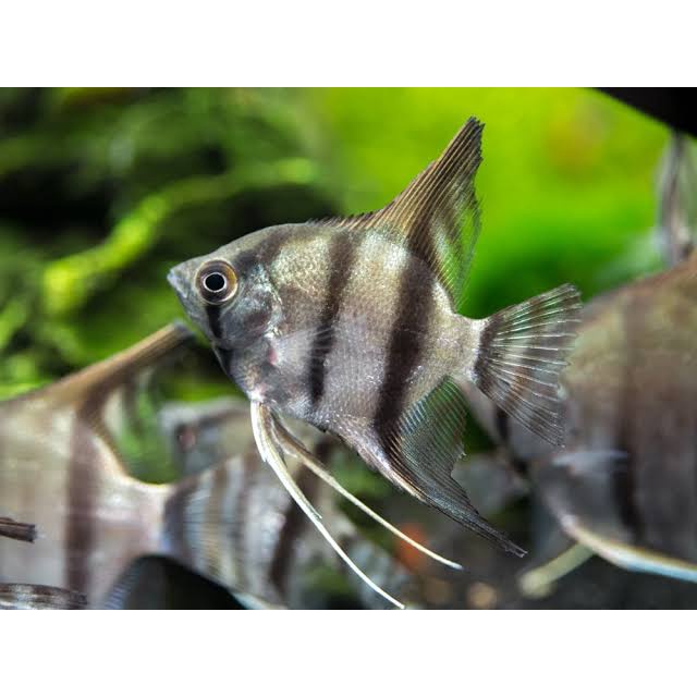 Anglefish Manfish Altum / Ikan Hias Aquarium / Ikan Hias Aquascape