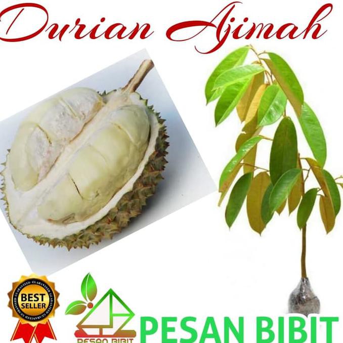 Laris Murah Bibit Durian Ajimah Super $_$