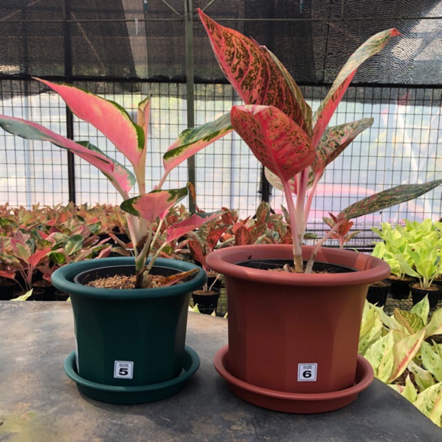 Pot Polos Lion Star Termasuk Tray / Tatakan