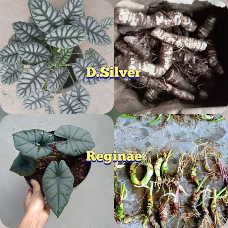 2 paket bongol alocasia silver & reginae