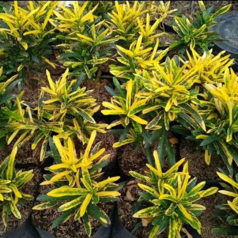 tanaman hias puring Teri-pohon puring teri