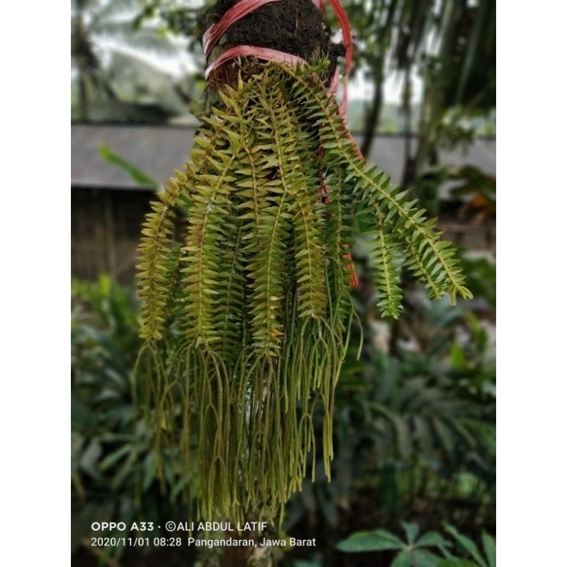 tanaman hias tempel/kumpay