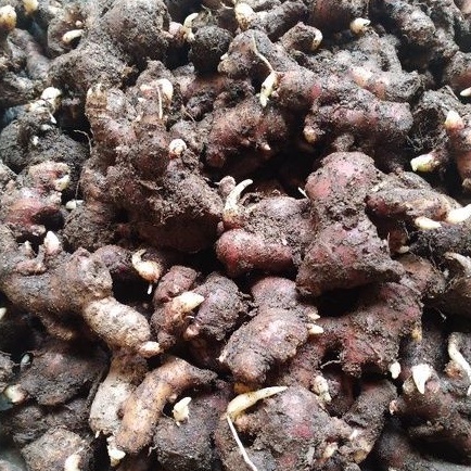 

Bibit benih jahe merah super ( 10 -20 ) Gram/PCS