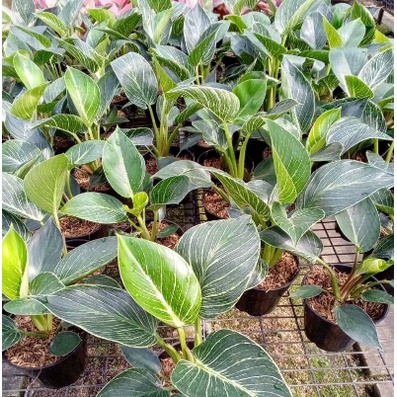 PHILODENDRON BIRKIN TANAMAN PILOW BIRKIN MURAH TANAMAN BERKUALITAS BUNGA HIAS