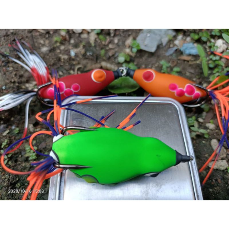 SF Bufo Ngesot 3.5cm - 4.5cm