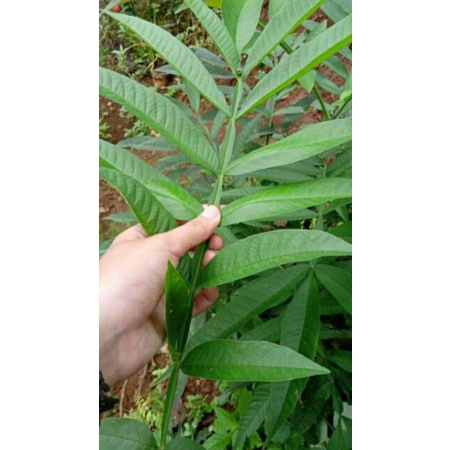 

Daun Sungkai Segar Sungkai Kering Obat Ramuan Herbal Penyubur Kandungan Obat Darah Tinggi
