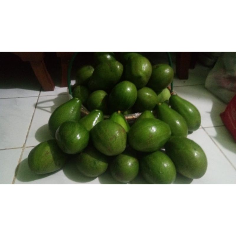 

alpukat bekasi