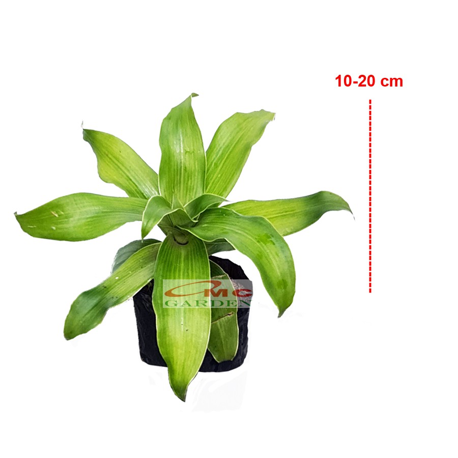 Callisia Fragrans Wangi Kumis Emas Tanaman Hias Keranjang CLSF-1020