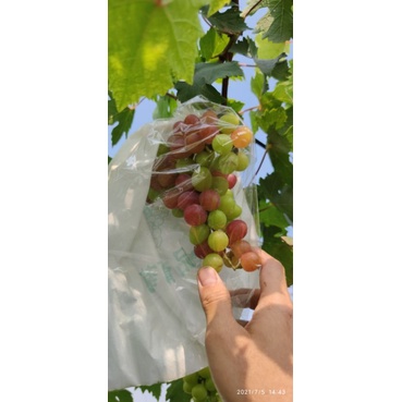 fruit cover anggur transparan pembungkus buah anggur tembus pandang