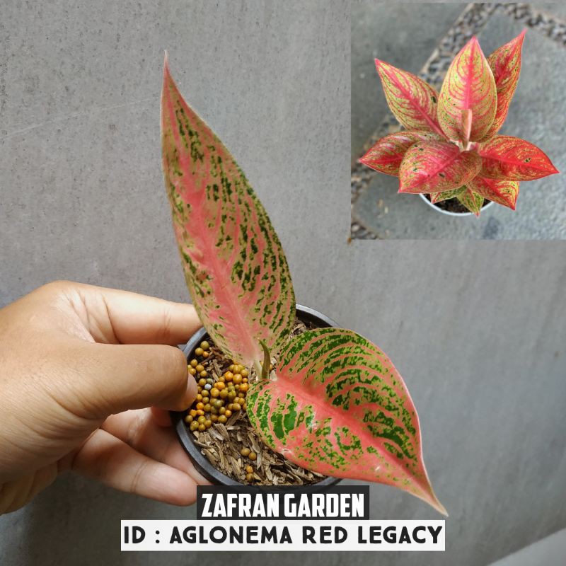 Aglonema Baby Red Legacy