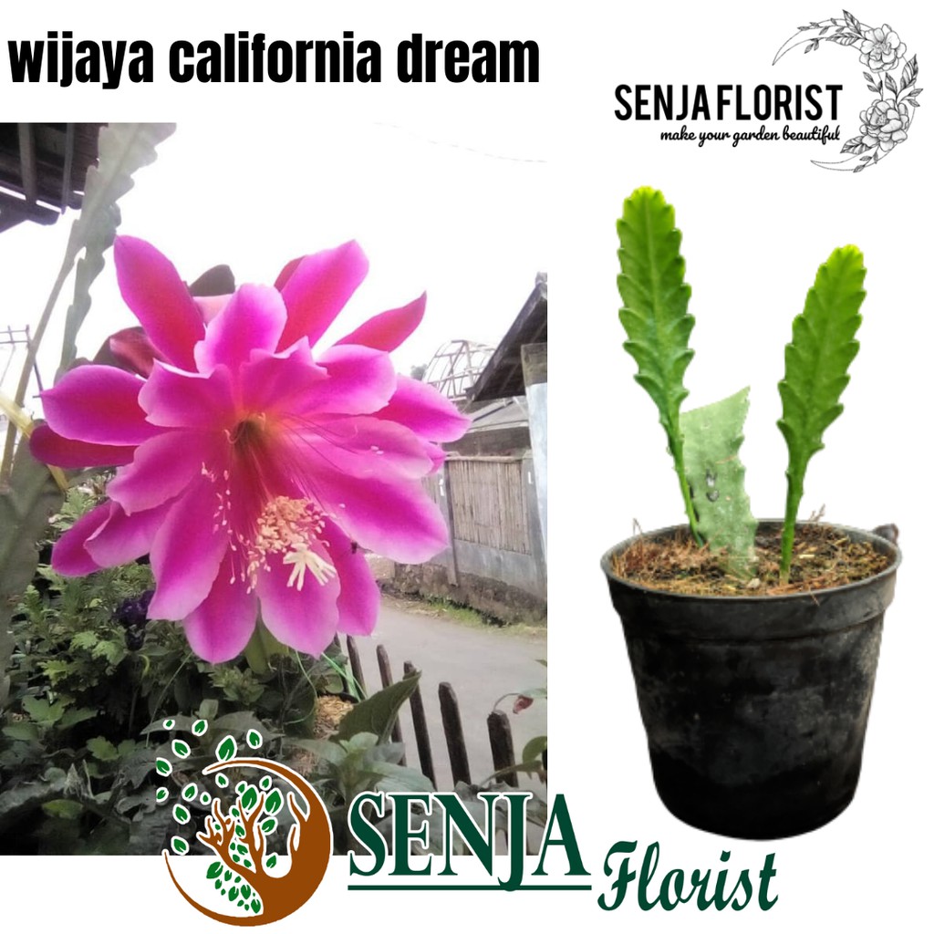 Tanaman Bunga Wijaya Kusuma california dream