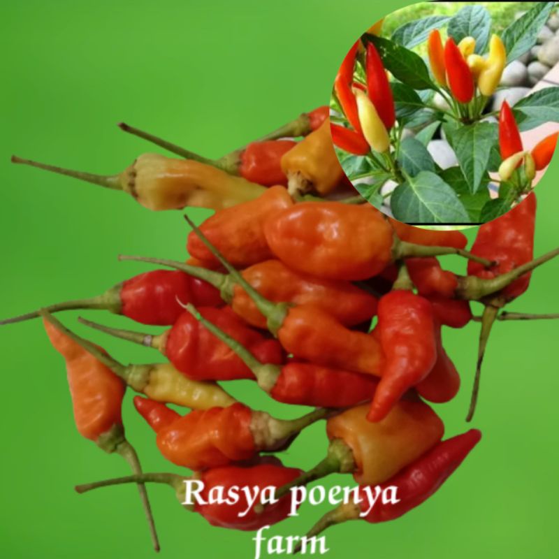 Benih cabe rawit merah/benih cabe rawit unggul