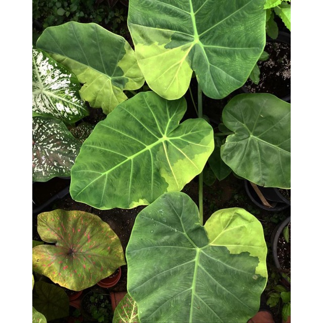 Bibit Alocasia gigantea Yellow varigata | bibit umbiq
