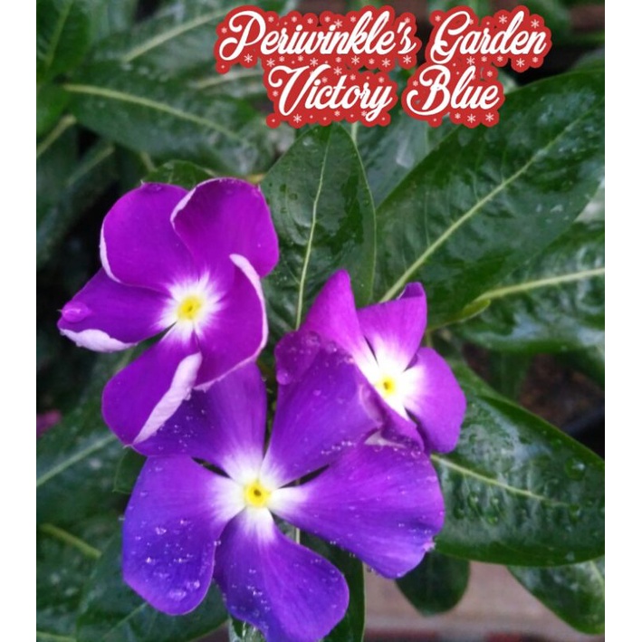 BENIH FRESH BUNGA CANTIK VINCA JUNTAI/GANTUNG VICTORY BLUE