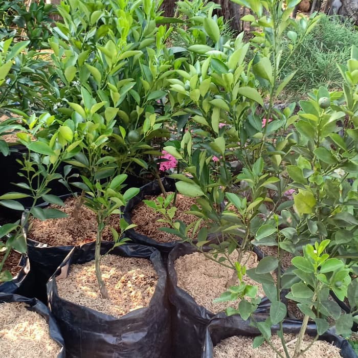 BIBIT BUAH JERUK LEMON KIP / LEMON CUI