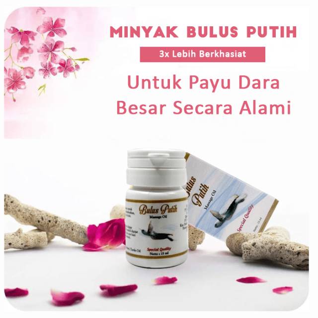 ASLI MINYAK BULUS PUTIH