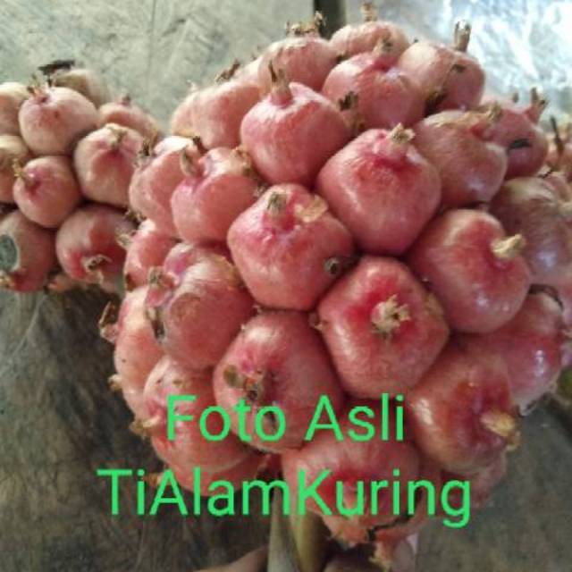 

Buah HONJE tua segar fresh langsung petik 1kg