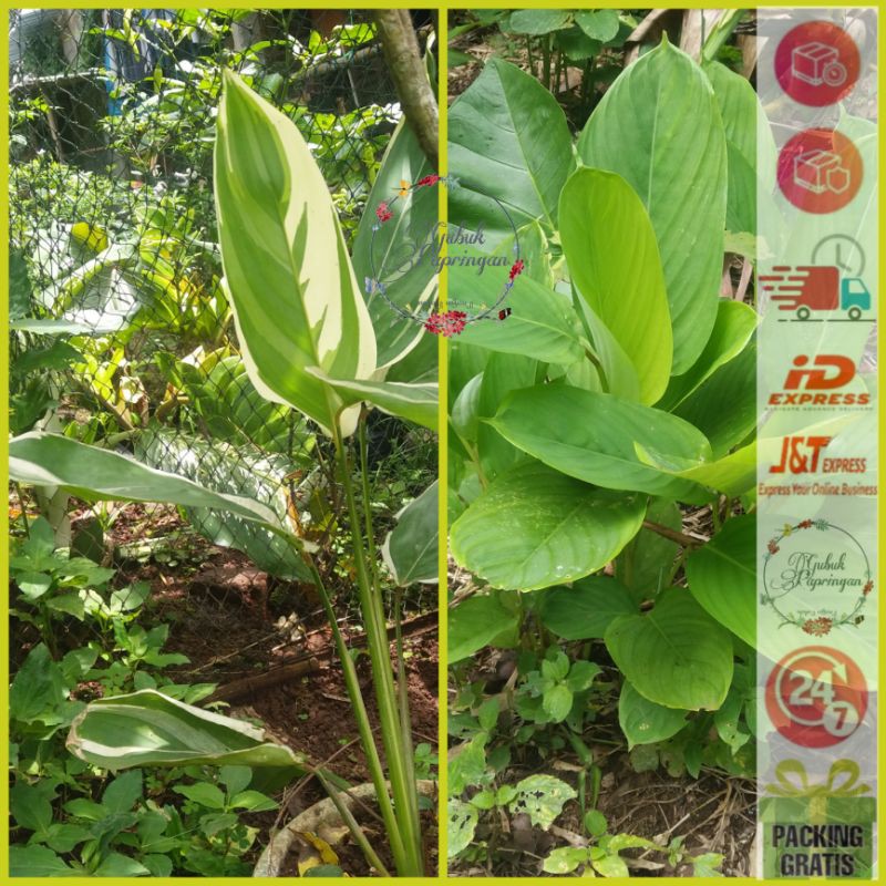 [150g] Bibit tanaman herbal maag Garut, Lerut, Kirut, Ararut, Maranta arundinacea (hijau&varigata)