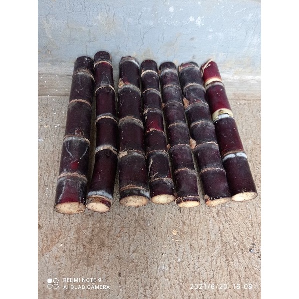 

Jual tebu hitam per 2stek