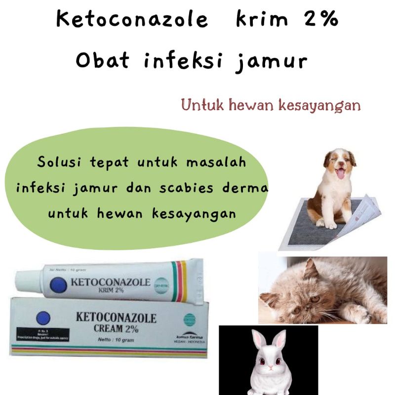 obat salep jamur kucing anjing kelinci ketoconazole Obat Luka Jamur Kucing