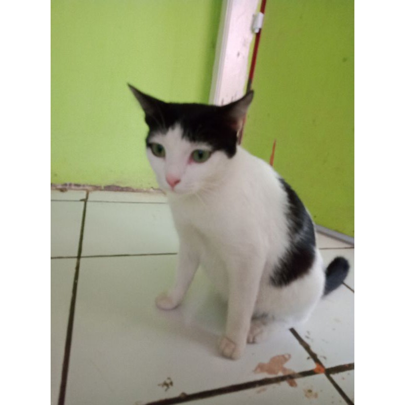 Kucing Hitam Putih Shopee Indonesia