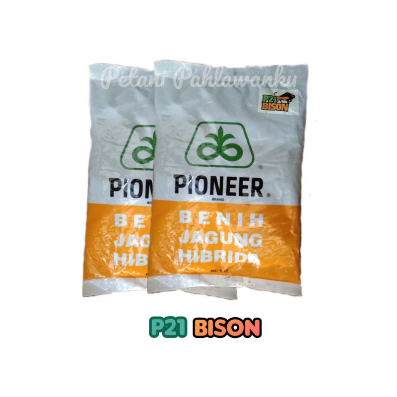 Benih Jagung Hibrida Pioneer P21