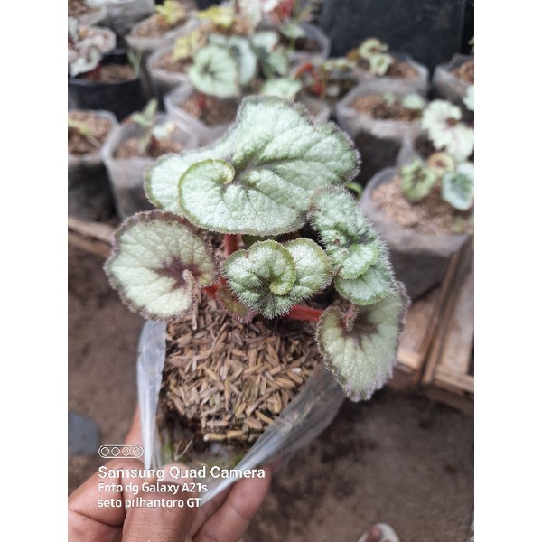 begonia keong