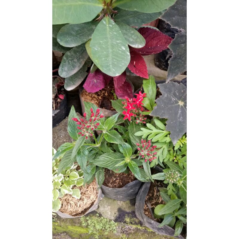 

bunga pentas