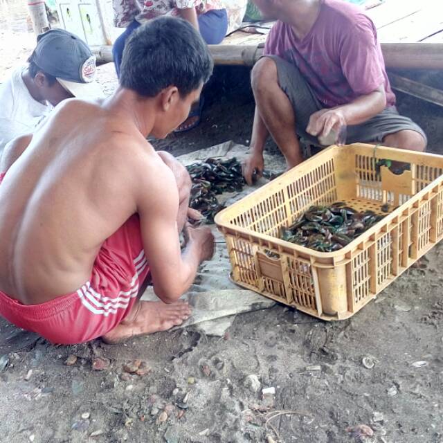 

Kerang hijau