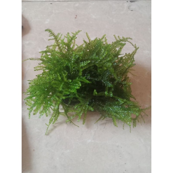 mos wiping media wabikusa