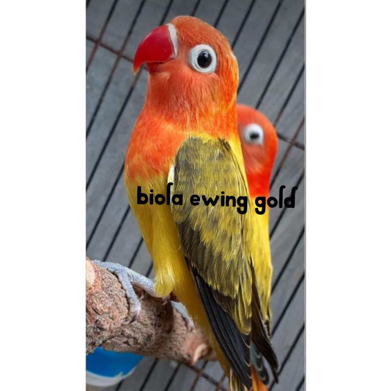 Lovebird Biola Ewing Gold Paud