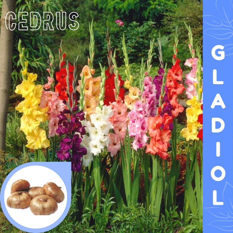 Umbi GLADIOL MIX - Bibit Bunga Warna Campur