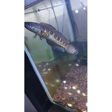 Perlengkapan ikan channa auranti 20