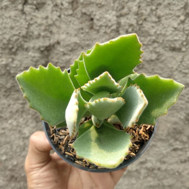 Kalanchoe | Sukulen | DP 10cm