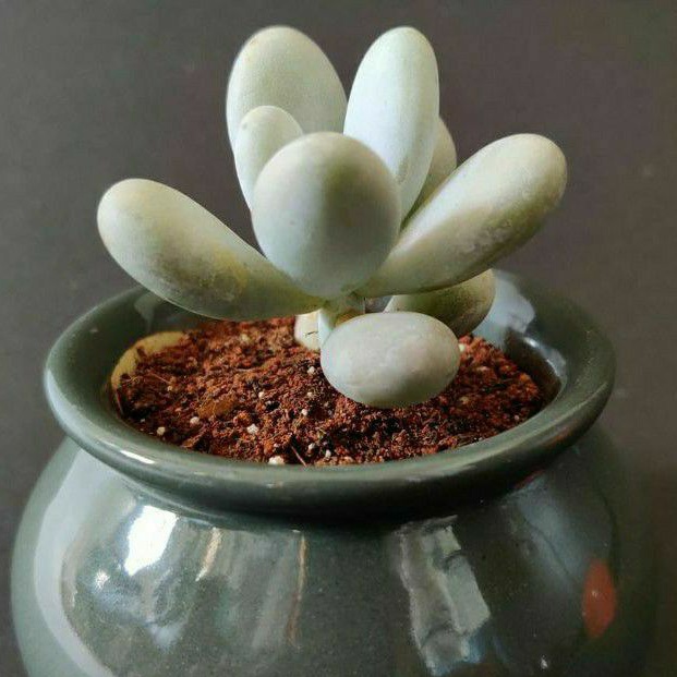 Sukulen Moonstone Pachyphytum Oviferum