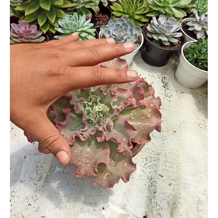 Echeveria kol jumbo