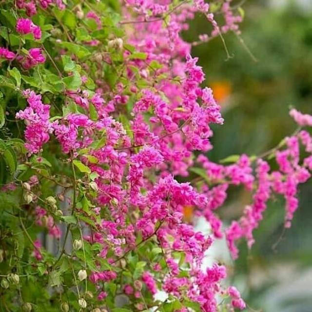 Tanaman rambat pagar - air mata pengantin - bibit air mata pengantin