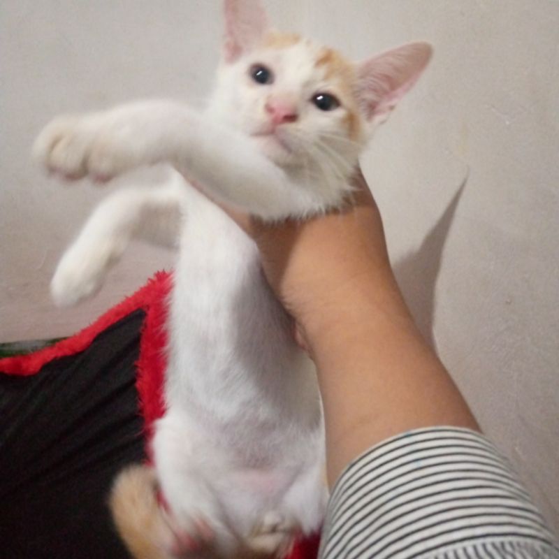 Kucing kitten mixdome