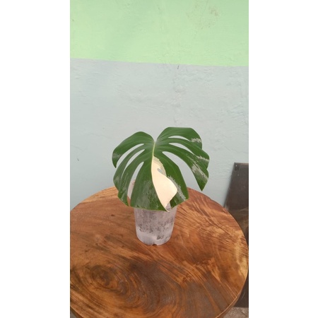 MONSTERA VARIEGATA DELICIOSA KING / monvar varigata
