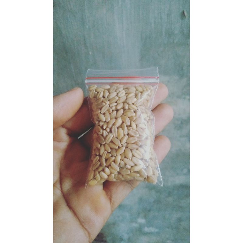 Biji Rumput Gandum Untuk Kucing-Wheatgrass