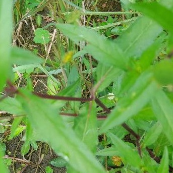 

Daun daun urang aring segar per 200 grm