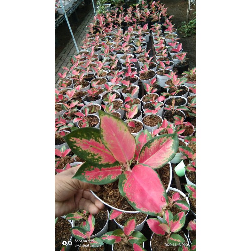 aglaonema red majesty remaja