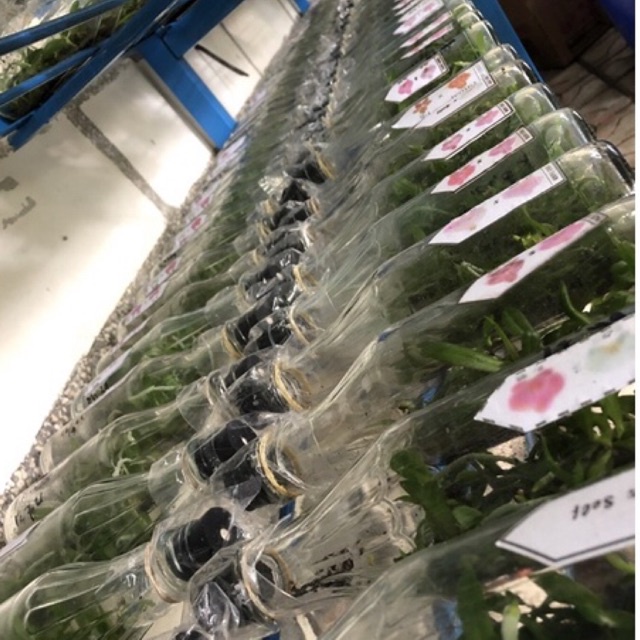 Benih anggrek bulan botol | anggrek bulan botolan | anggrek dendro | anggrek vanda | anggrek catleya